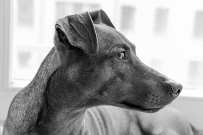 Virginia Dog Tracks Missing Child on Christmas