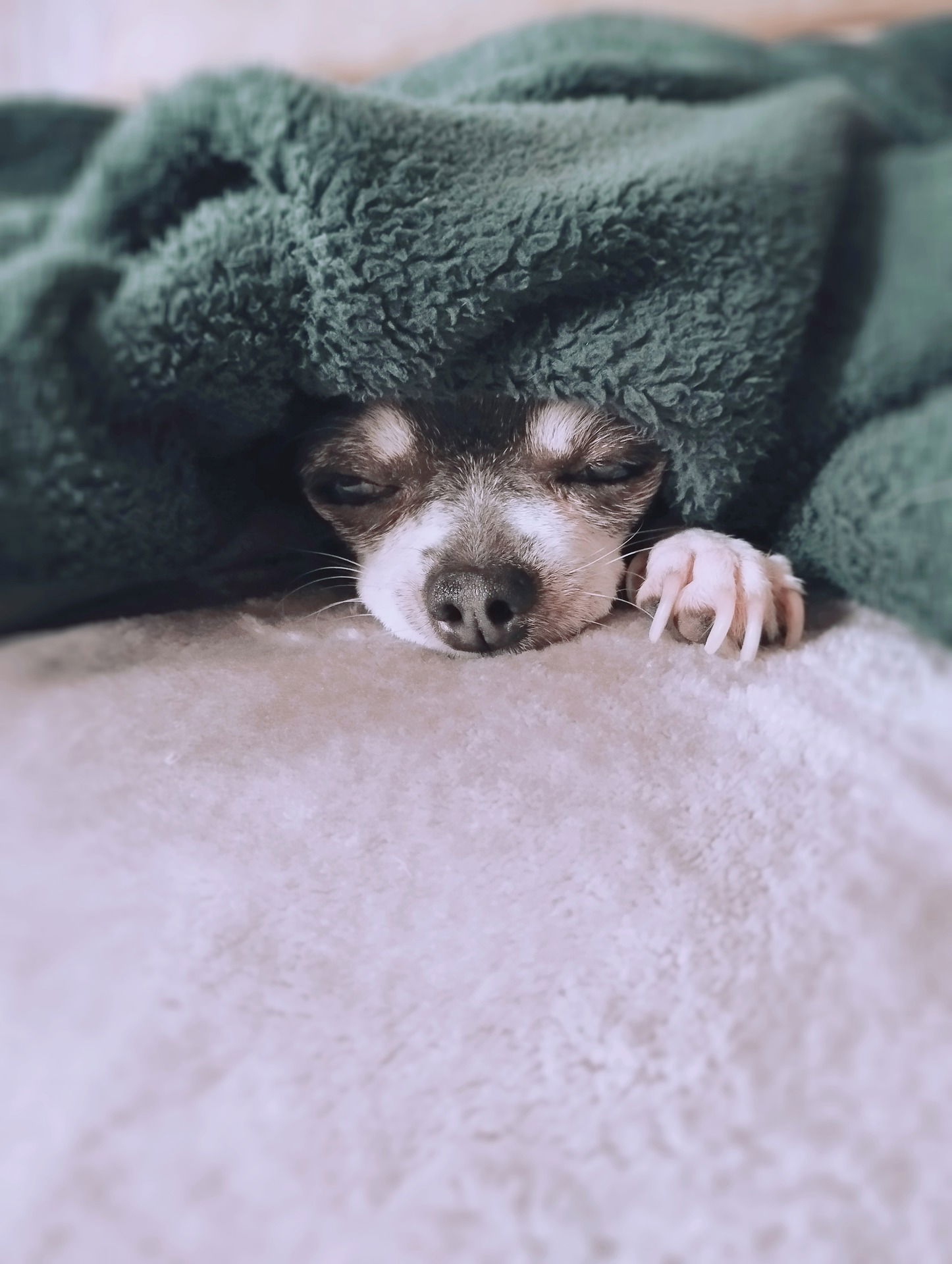 Dog Boarding in Vancouver - The Complete Guide