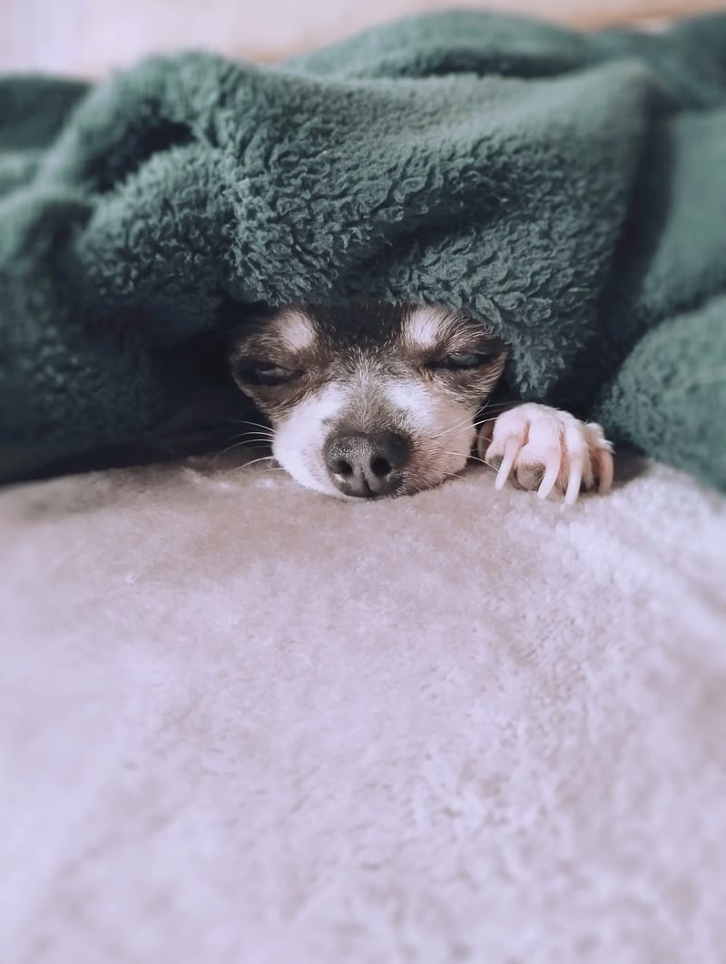 Dog Boarding in Vancouver - The Complete Guide