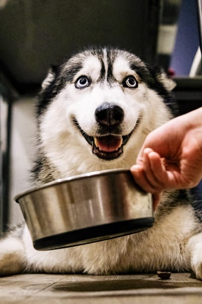 Pets with Food Allergies