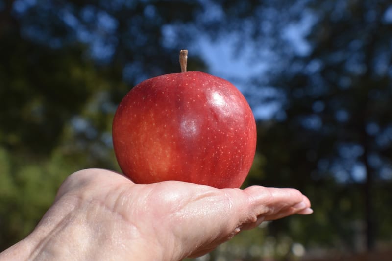 איזה פרי אכלו אדם וחווה בגן עדן?