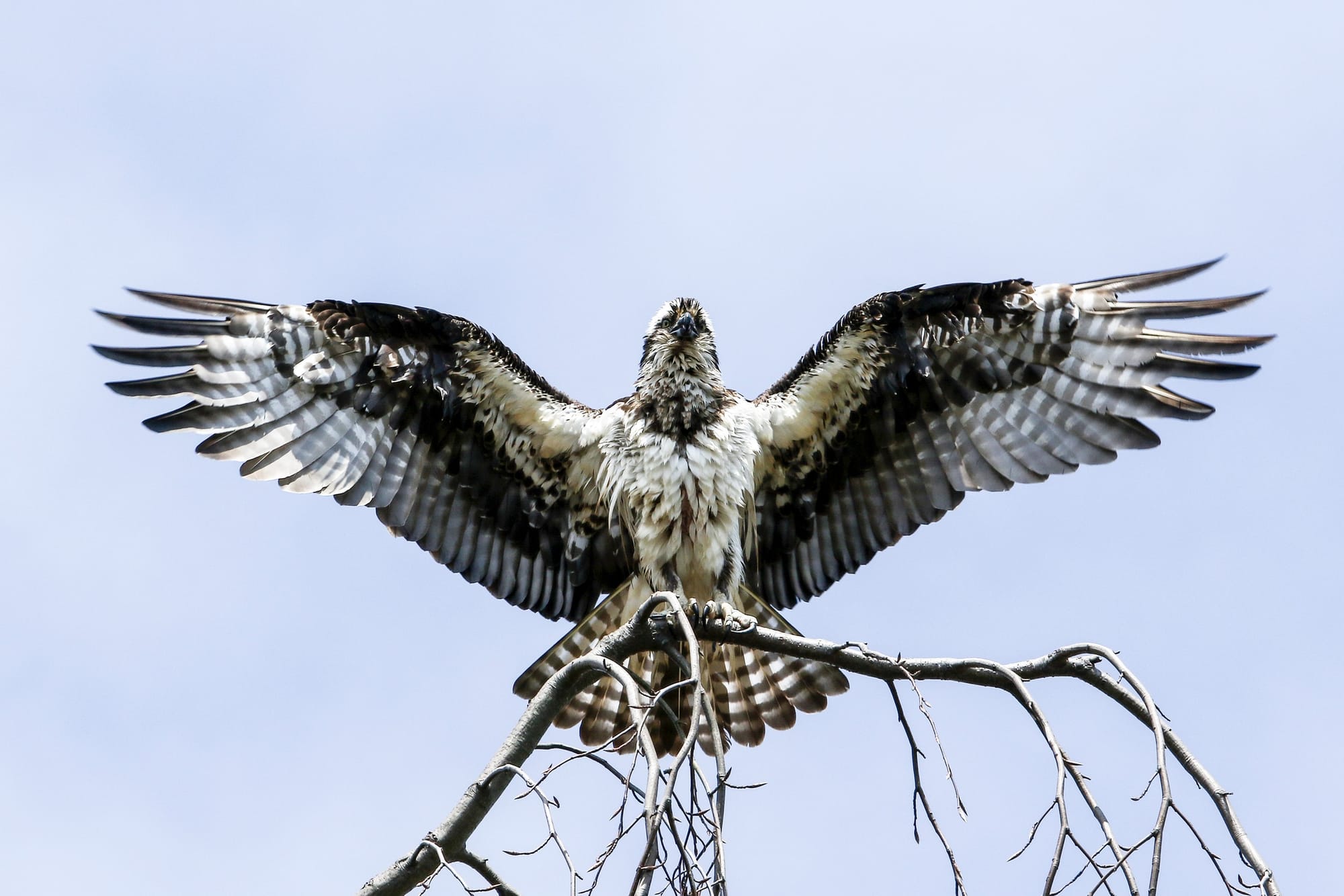 "Psalm 91: A Hedge of Protection" by Matthew Linehan