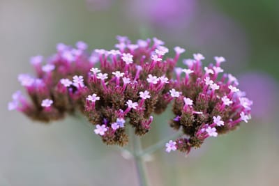 Ettåriga, tvååriga och fleråriga blommor – vad är skillnaden?