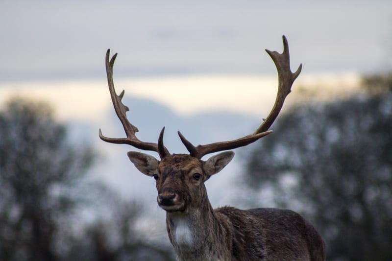 Kom och besök Kosta Safaripark .