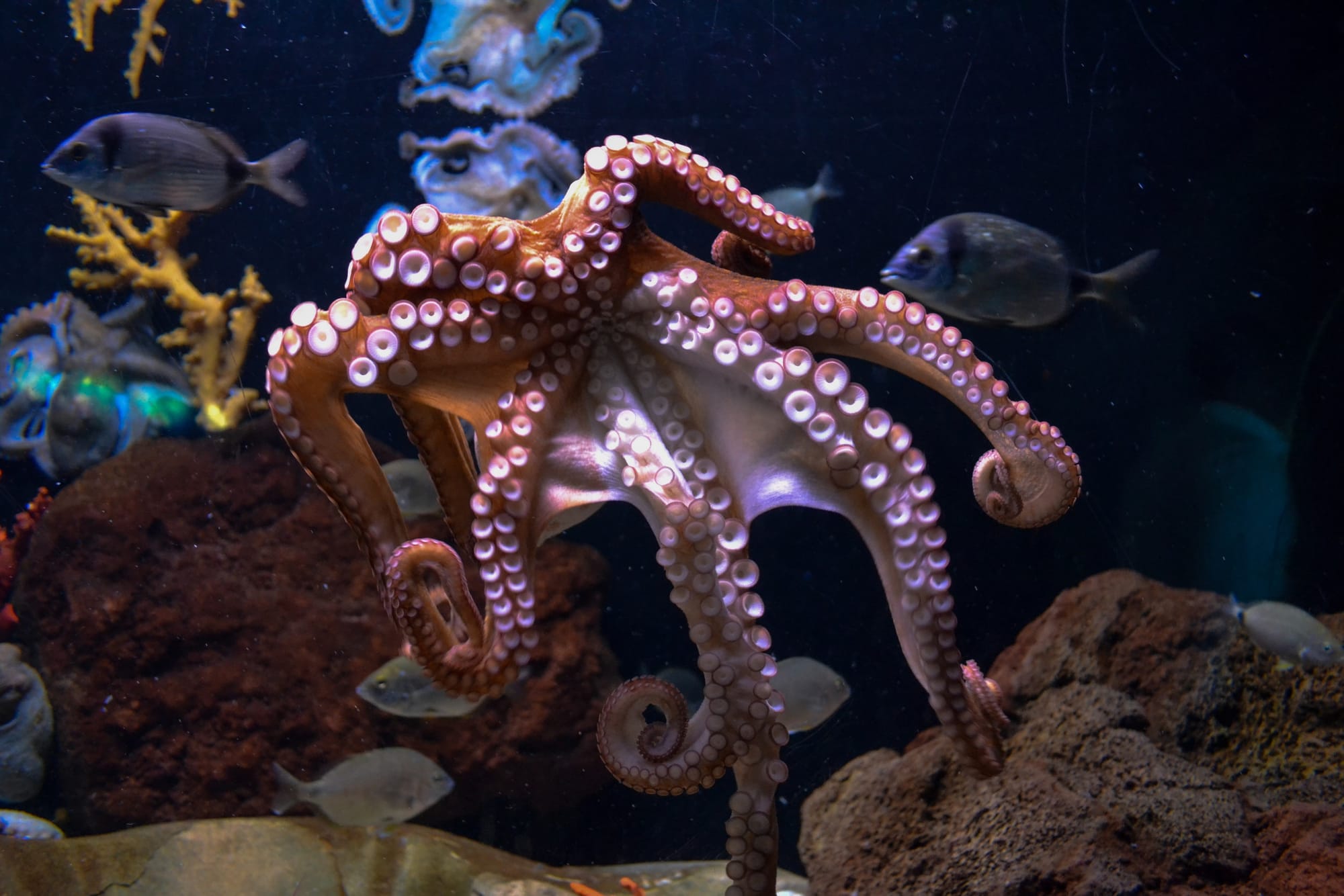 Even an eight-armed octopus has (only) one brain