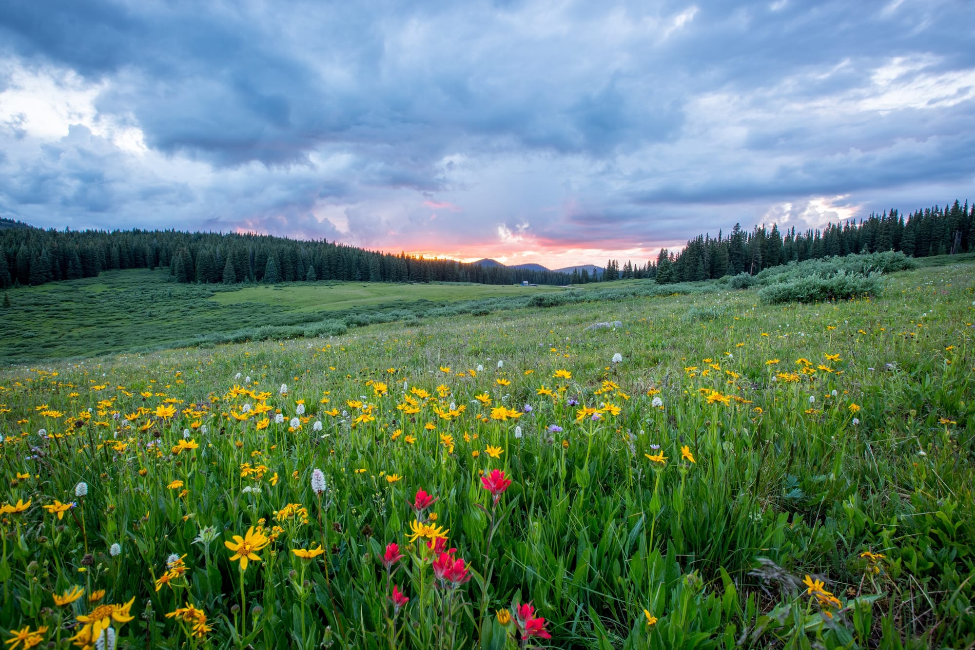 The Naturopathic Profession