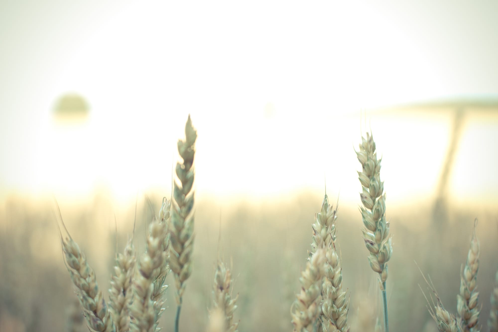 Grain Harvest Management Scheme.  GHMS