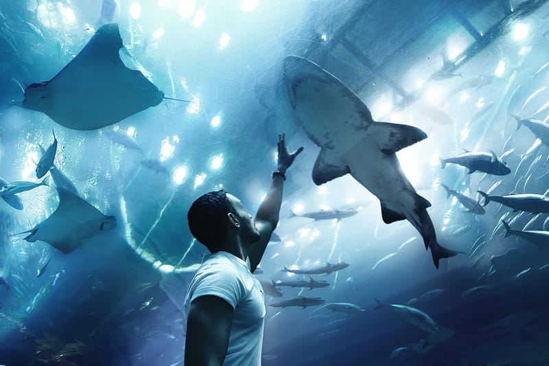 TIBURONES