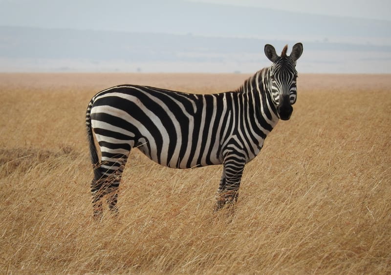 Burchell Zebra