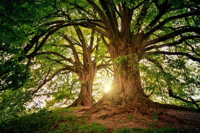 La Nostra Responsabilità Verso L’ambiente. image