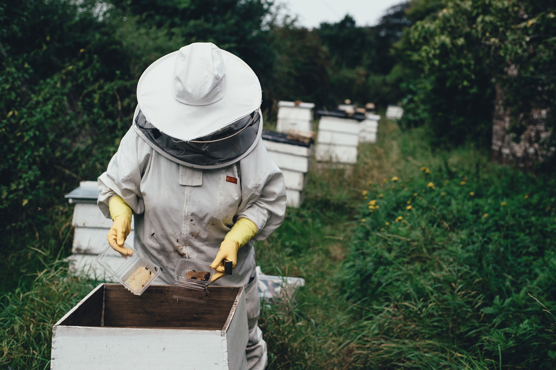 La santé de l'abeille