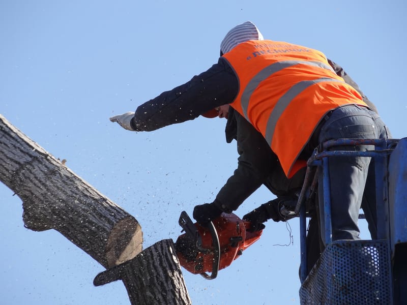 TREE FELLING & REMOVAL