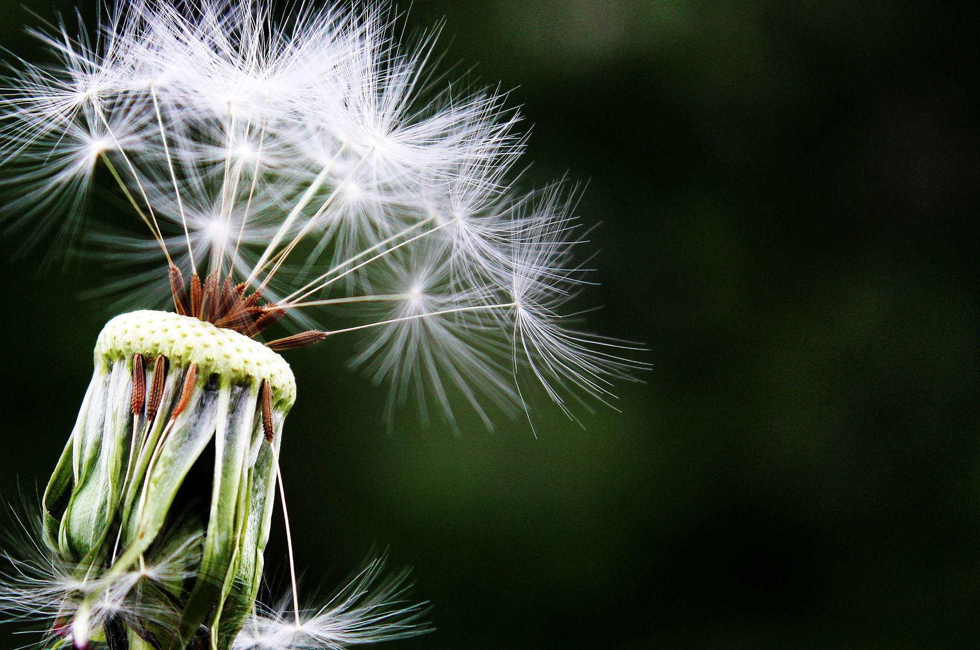 Tout savoir sur les allergies printanières