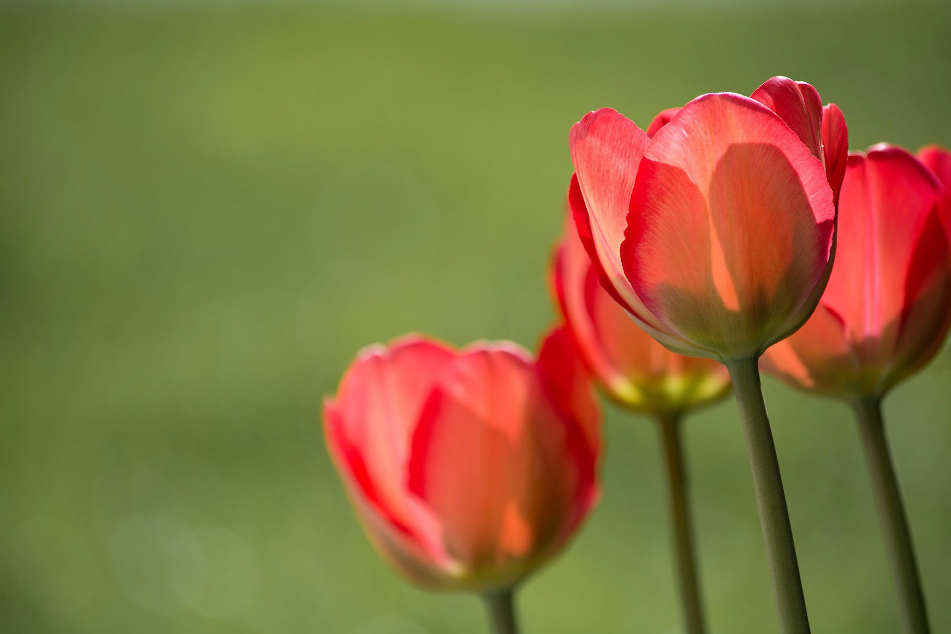 ACTIVITY 2: RED FLOWER WITH GREEN STEM