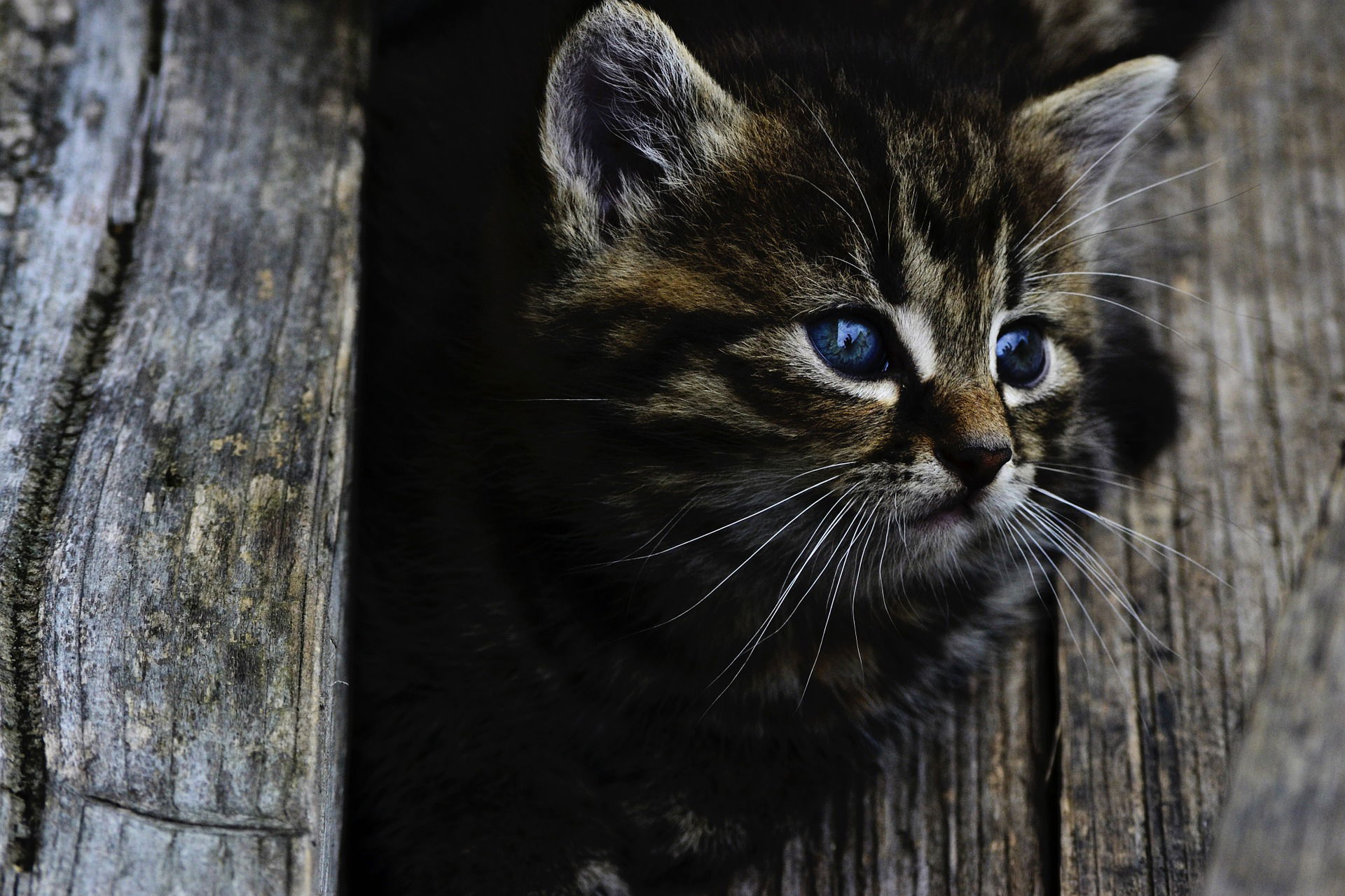 'Shocking' drop in charges and orders from Ontario animal welfare investigations has advocates concerned, CBC News, November 28, 2023