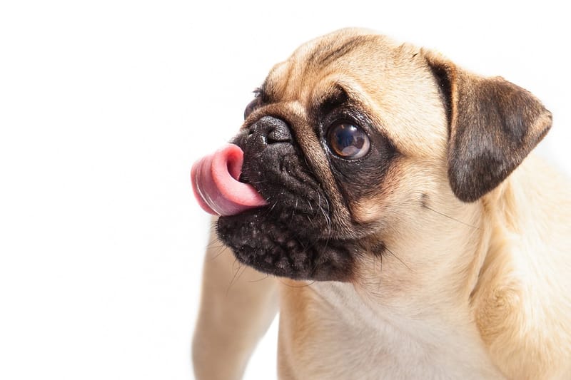 FACTS ABOUT PUGS