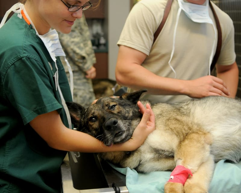 CABINET VETERINAIRES A RUE A 12KM