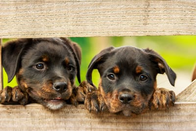 Pets image