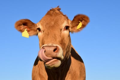 THE EMOTION CODE FOR ANIMALS (Pets, farm and wild) image