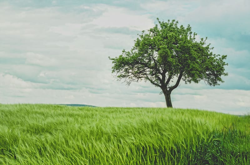 Natural Product Isolation From Plant Cell Cultures