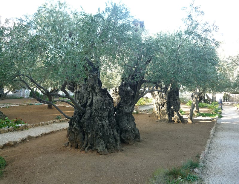 Private Tour -Mount of Olives in the Footsteps of Jesus