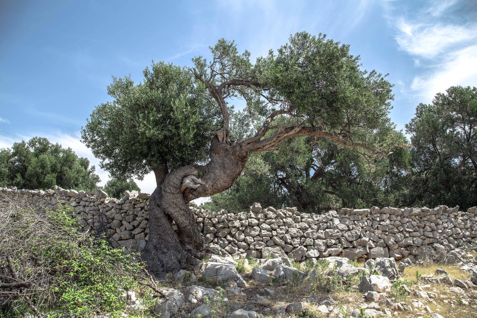 MOUNT OF OLIVES