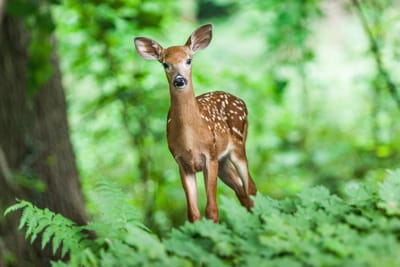 THE EMOTION CODE FOR ANIMALS (Pets, farm and wild) image