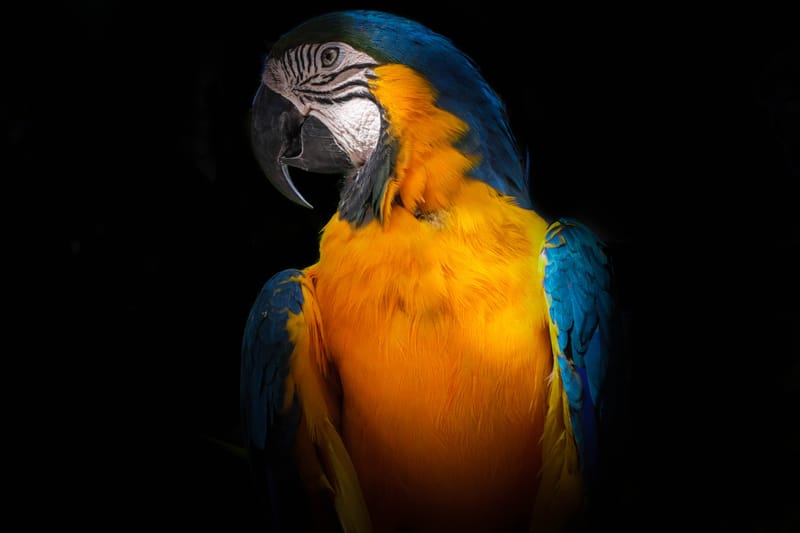 About image