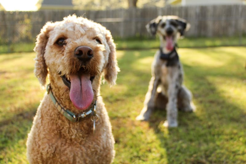 DOGGY DAYCARE