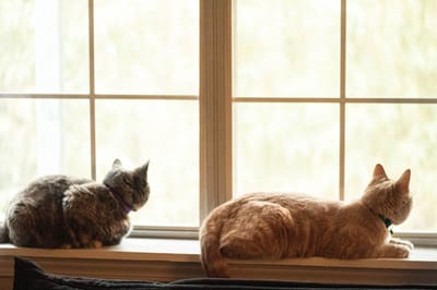 Pets image