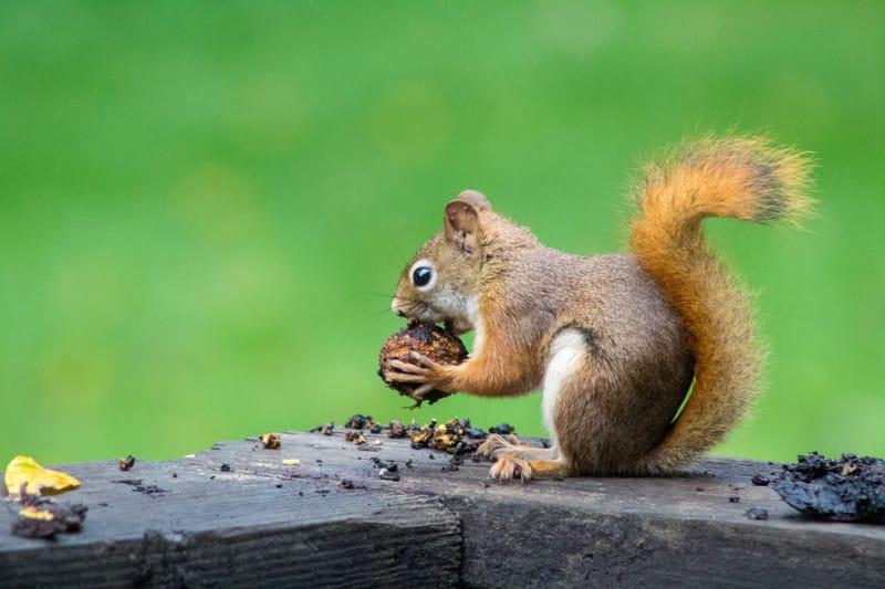 A drey of squirrels