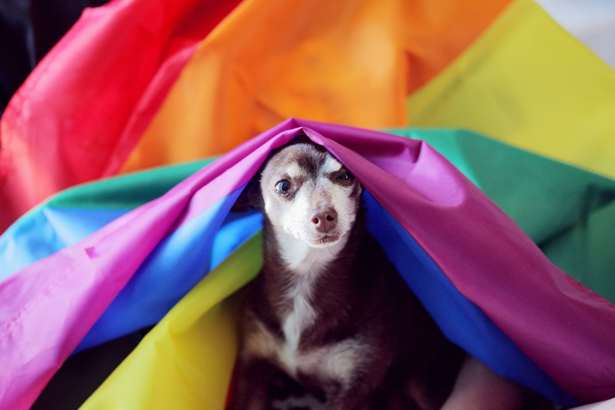 Study Reveals Strong Link Between LGBTQ+ Pet Ownership and Mental Health Benefits