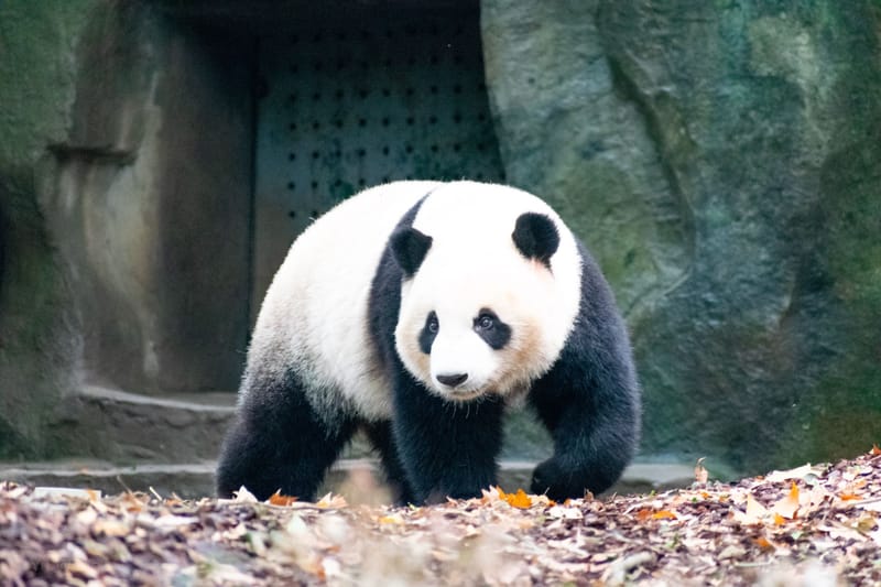 Stage au pays du panda géant