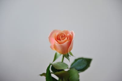 صبحية مع الرب