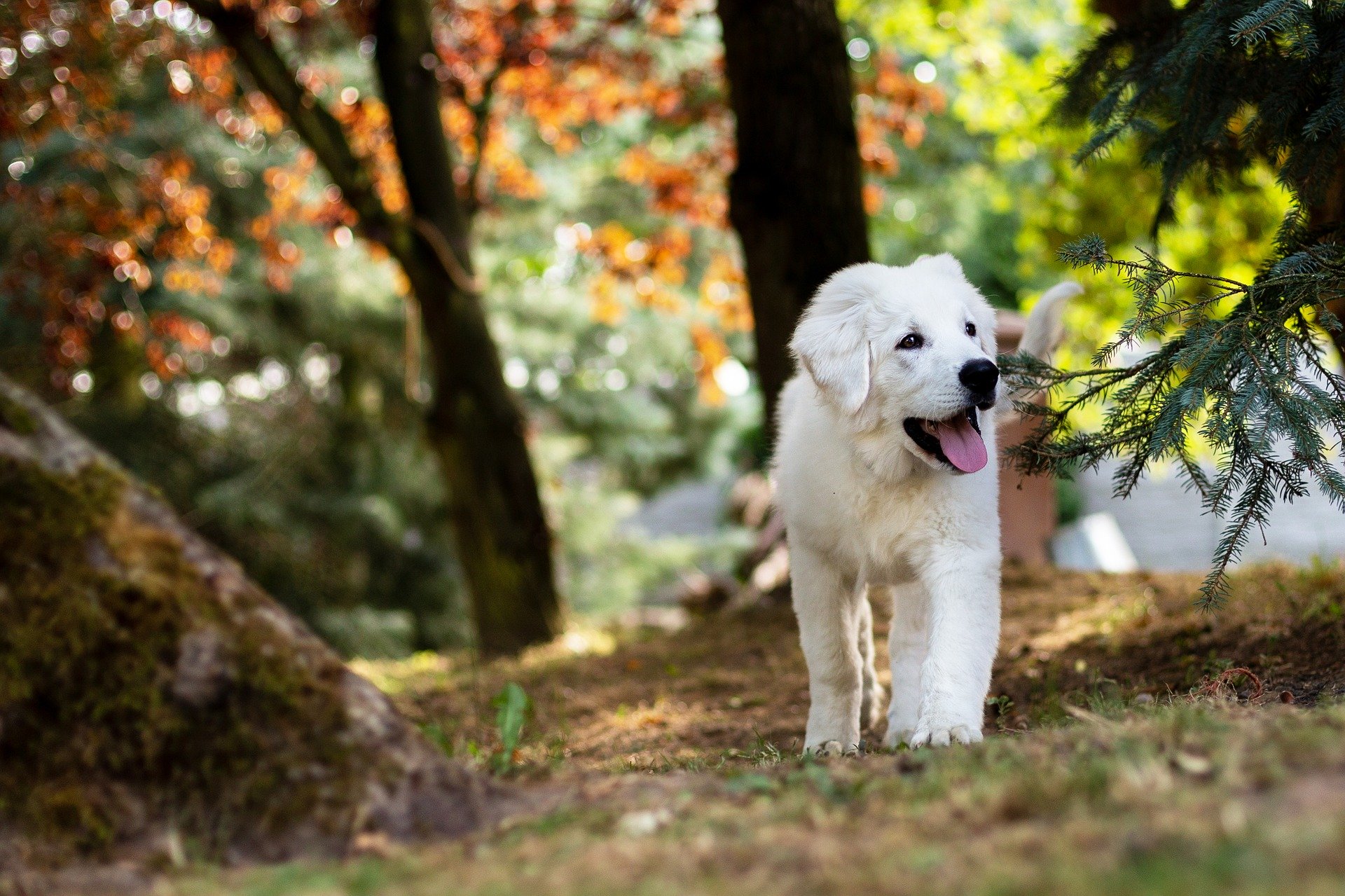 What a Healthy Day at Dog Daycare Should Actually Look Like
