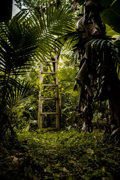 La Pharmacopée Française Ultramarine