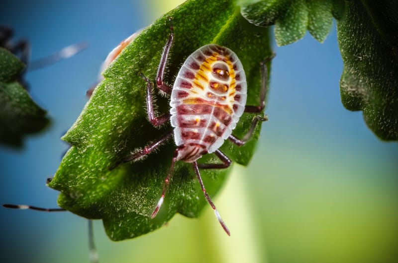 Defense and movement of insects