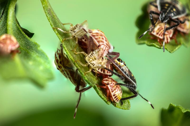 Preventative Treatments