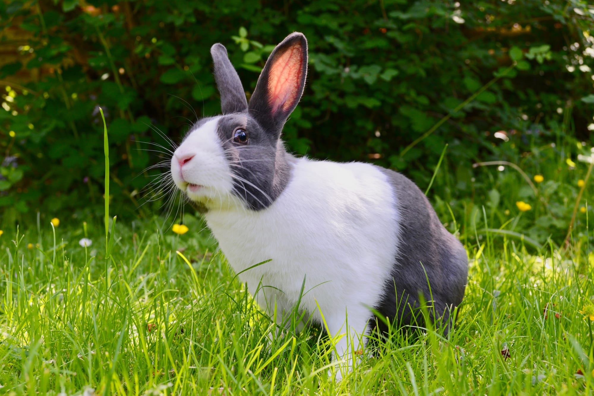 The Ultimate Guide To Raising Rabbits For Meat