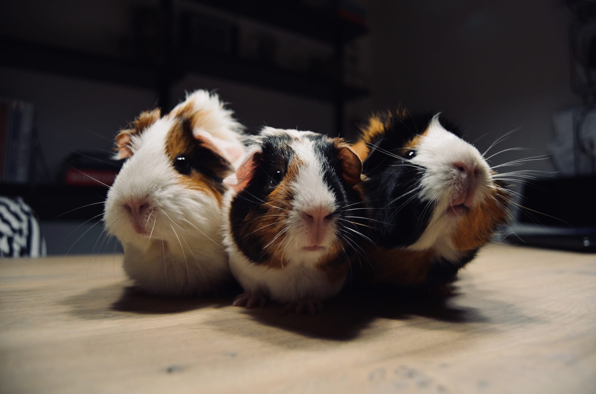 Guinea pig diet