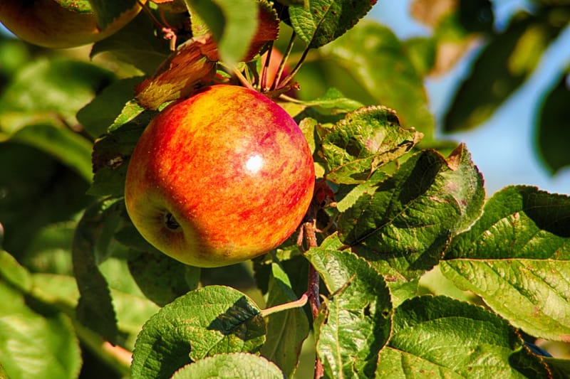 Landwirtschaft und Garten