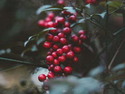 4.《王司徒巧使連環計》（上）