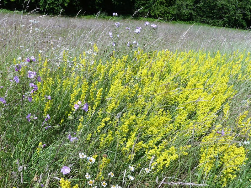 Rewilding / Wildflower Meadows