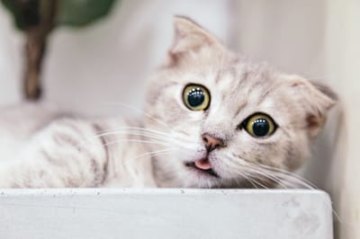  ORDINANCES  ABOUT CATS image