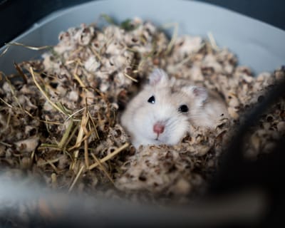 Hamster Behaviors
