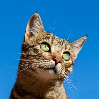 New FDA approved drug to help cats with travel anxiety