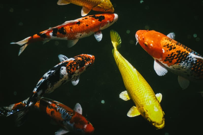 INDUK IKAN KOI