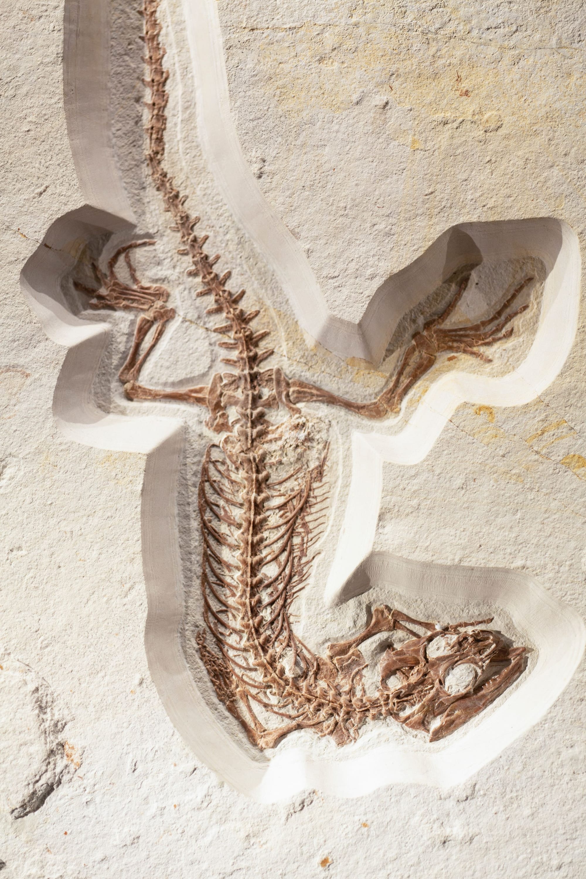 Comment se met en place un fossile ?