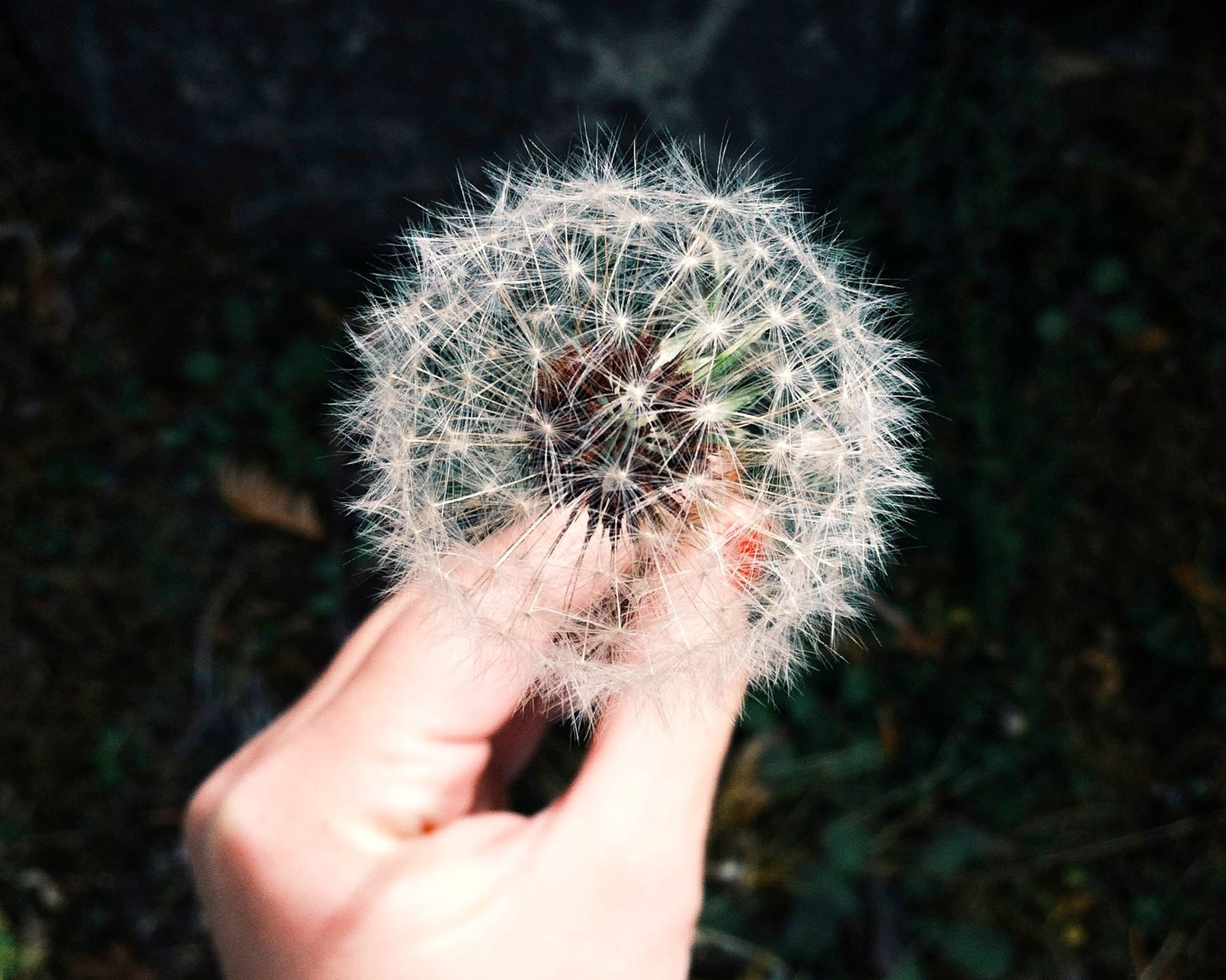 Les allergies saisonnières, et comment les plantes nous aident à lutter contre ce phénomène.