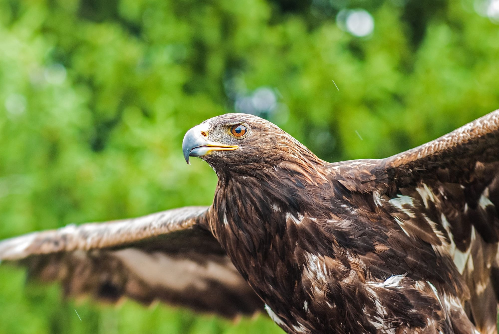 QUELS RAPACES SONT REDOUTABLES ?